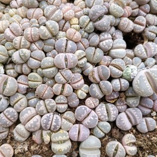 Lithops sen mông mini ngẫu nhiên
