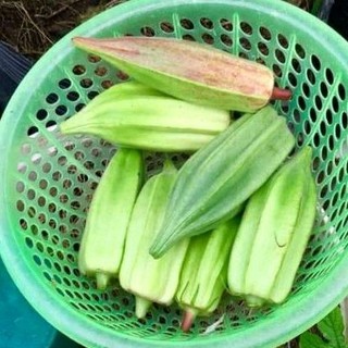 Hạt giống đậu bắp xanh david khổng lồ