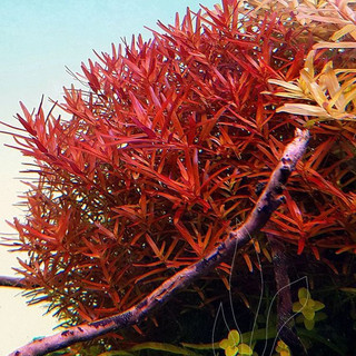 1 NGỌN - Rotala H'ra Lá Cạn/Lá Nước - Cây Cắt Cắm - Cây Thuỷ Sinh