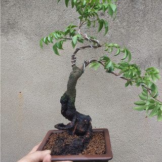 Khế Nhật bonsai Siêu trái