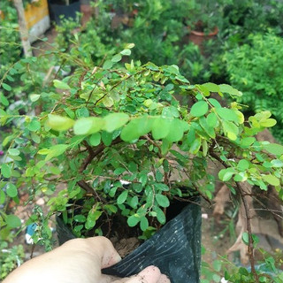 Cây sơn liễu giống