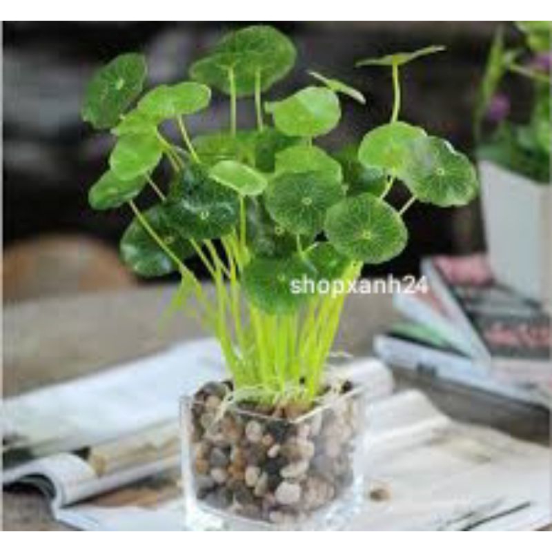 Cây cỏ đồng tiền, rau má lá sen - cây để bàn, trồng đất hoặc thủy sinh