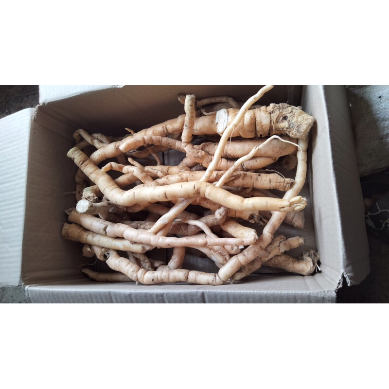 Sâm  xuyên đá Tây Bắc tươi