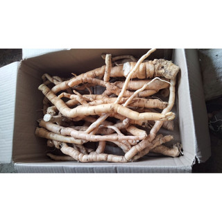Sâm (rễ) xuyên đá Tây Bắc tươi ( 1kg)