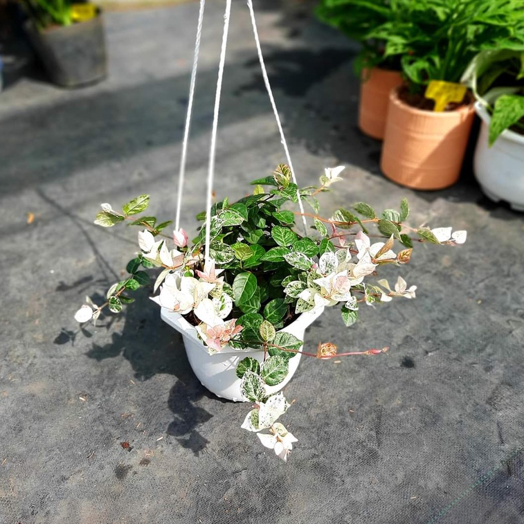 Cây thằn lằn Thái giỏ treo ĐẸP