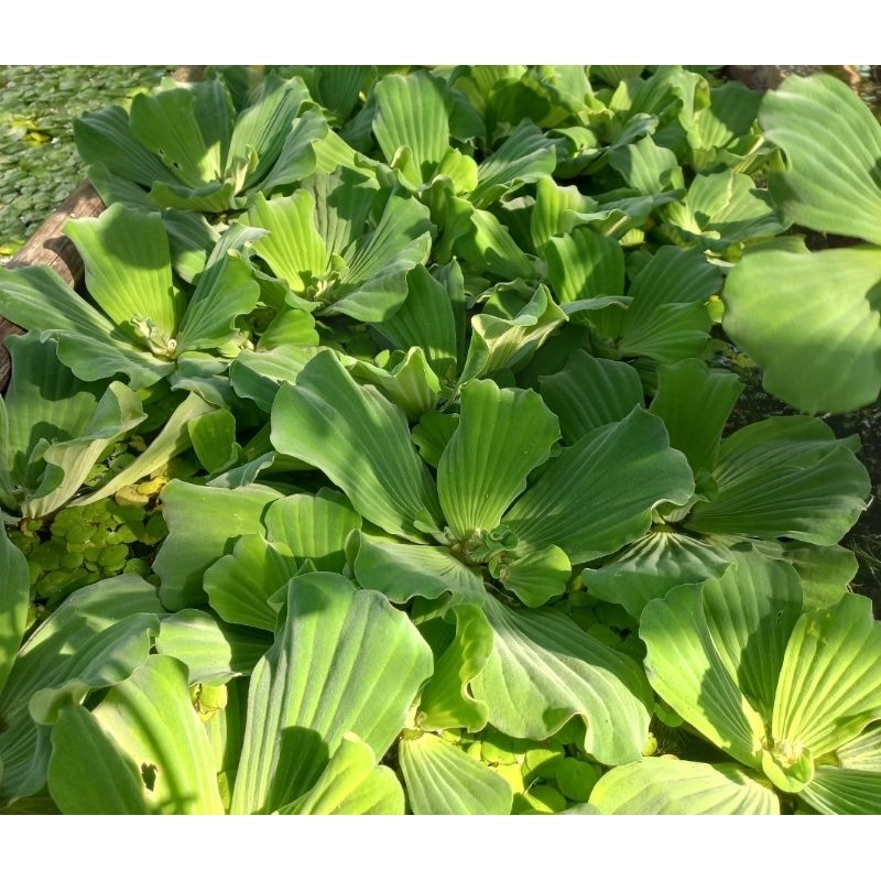 Cây thủy sinh bèo cái giúp lọc nước, trang trí hồ cá cảnh CTS011