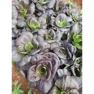 HẠT GIỐNG CẢI POKOY TÍM
