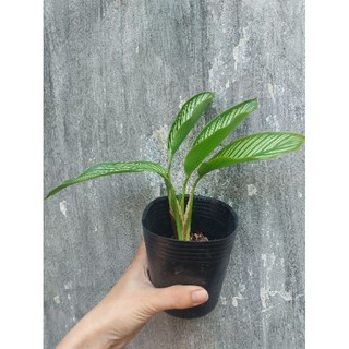 Đuôi công xanh ( cây giống)