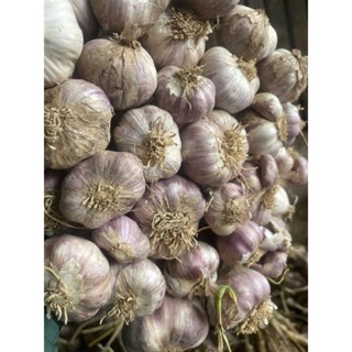 1 kg tỏi ta kinh môn hải dương( loại ngon)