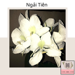 Ngải Tiên ( Hoa rất thơm)