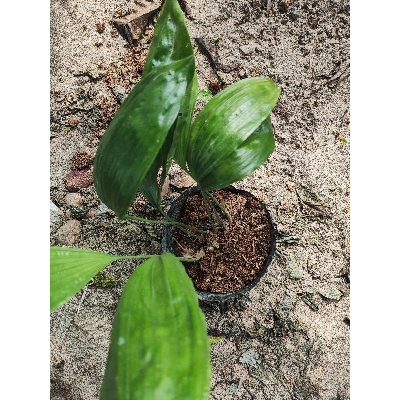 Địa lan hoa trắng