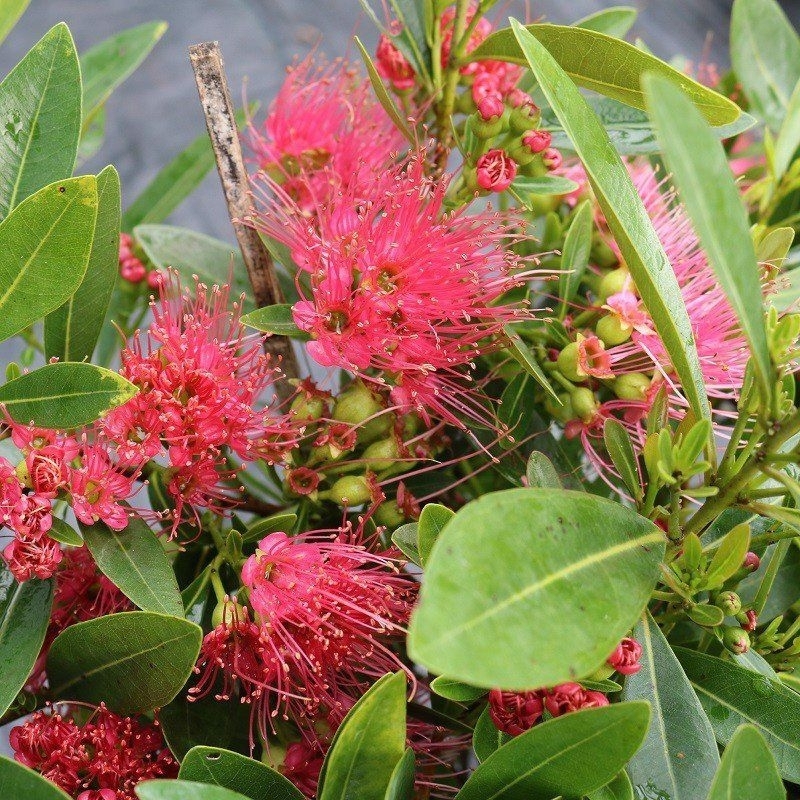 Cây Mai Thái Đỏ