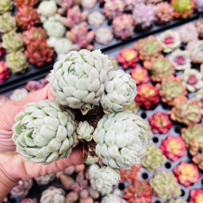 Sen đá chốt trên live size 3-4cm,5-6cm,đã thuần khí hậu khỏe đẹp