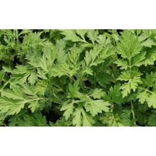Cây ngải cứu ngọt dễ ăn