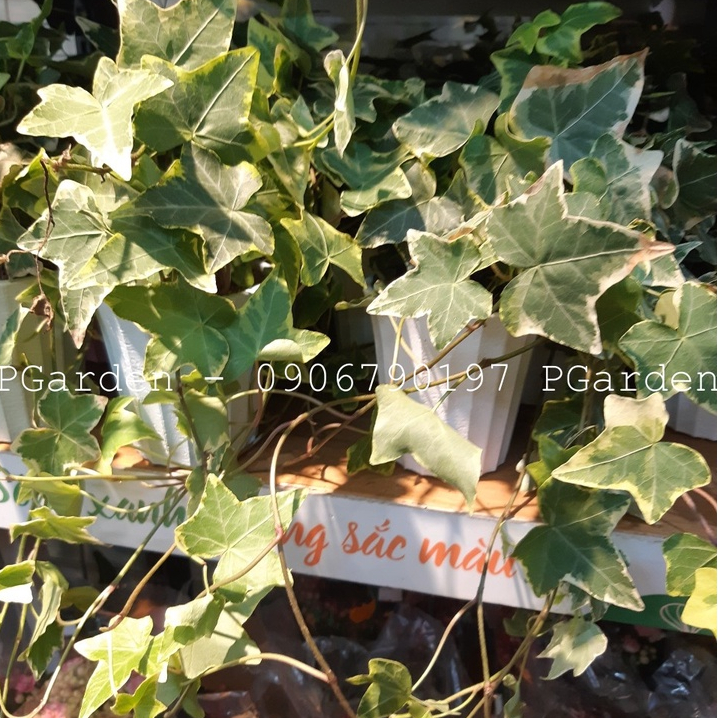 Cây thường xuân MIX CHẬU để bàn