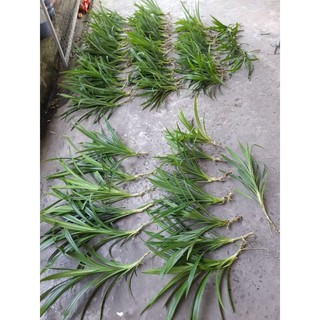 combo 60 lá dứa (lá nếp thơm)