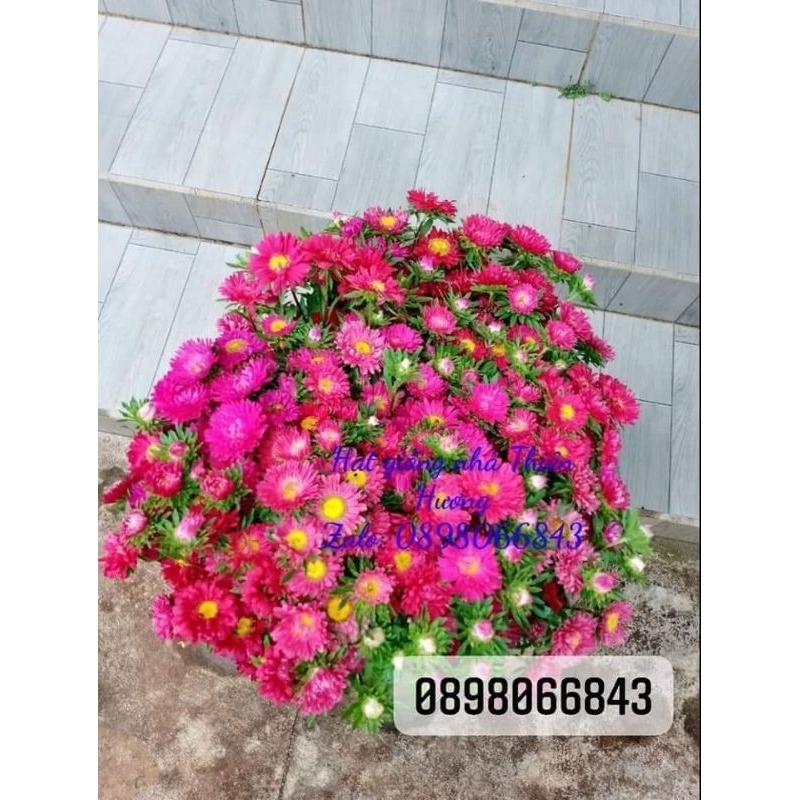 500 Hạt giống Hoa Cúc đà lạt, cúc 7 màu. Nãy mầm 100%
