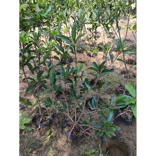 Cây hồng xiêm mexico ( sapoche mexico)
