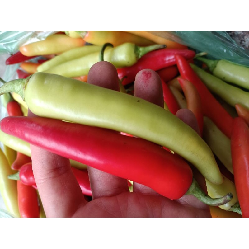 Ớt sừng Huế ớt Ba Tri ớt bống