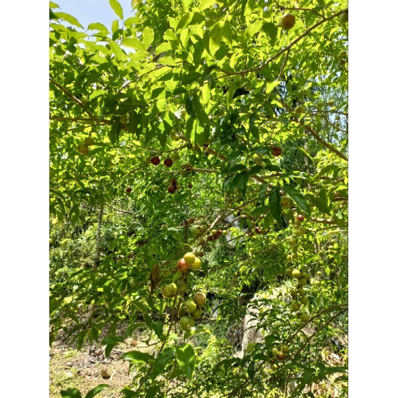Cây hồng quân ta loại chiết nhánh cây không có gai cây cao từ 60cm giá 1900k 1 cây