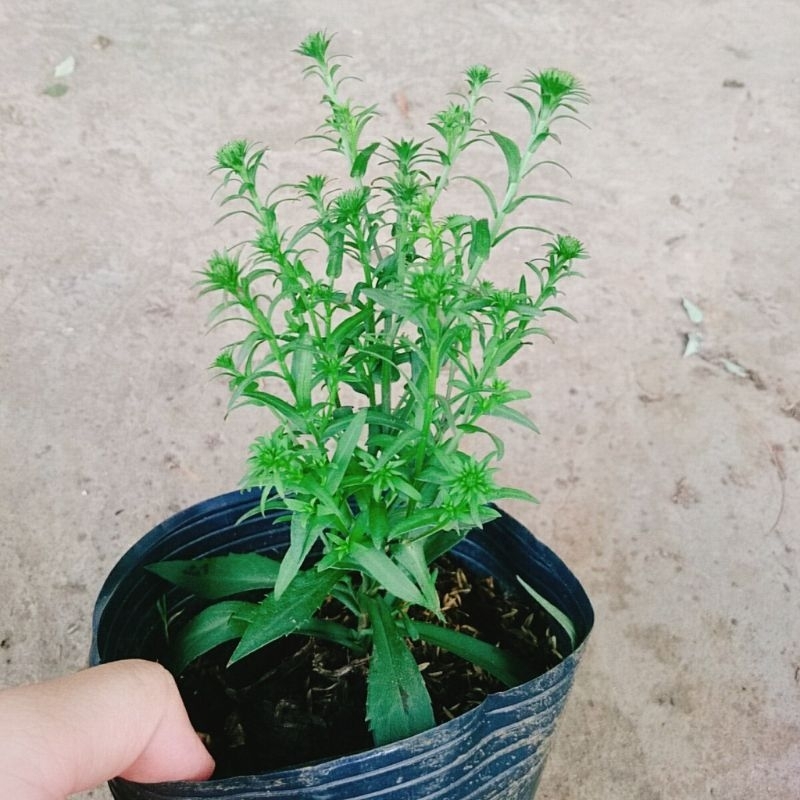 Cây Hoa Thạch Thảo Trắng