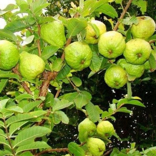 Cây ổi lùn siêu trái
