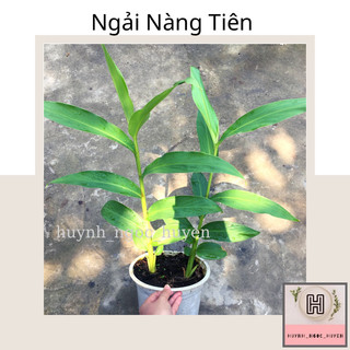 Ngải Tiên ( Hoa rất thơm)