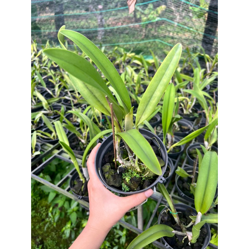Cattleya Cây trưởng thành  Nhiều màu.
