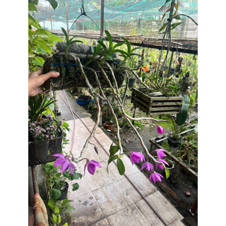 (MUA 5 tặng 1) Kie Phi Điệp 10-15cm các màu