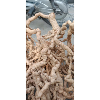 Ba kích tím nguyên củ Quảng Ninh 1kg