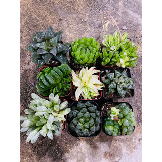 sen đá haworthia 05