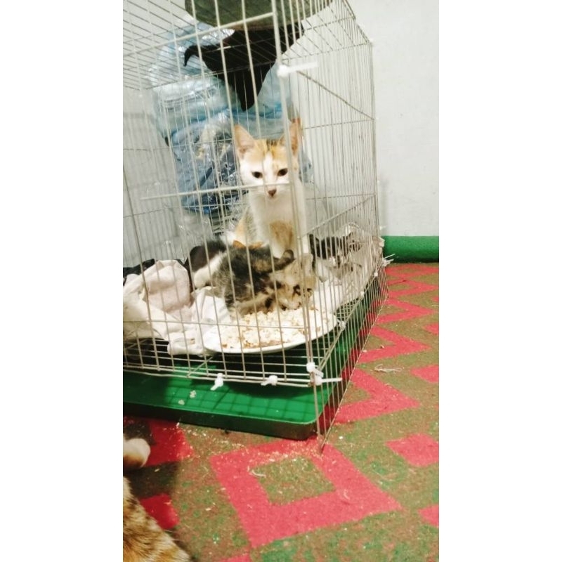 LỒNG CHIM, GÀ MÈO, CHUỘT..50x50x47 CM