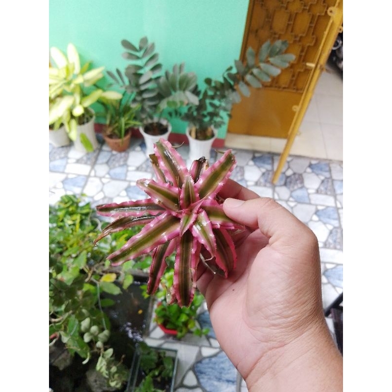 Dứa phụng hồng size lớn