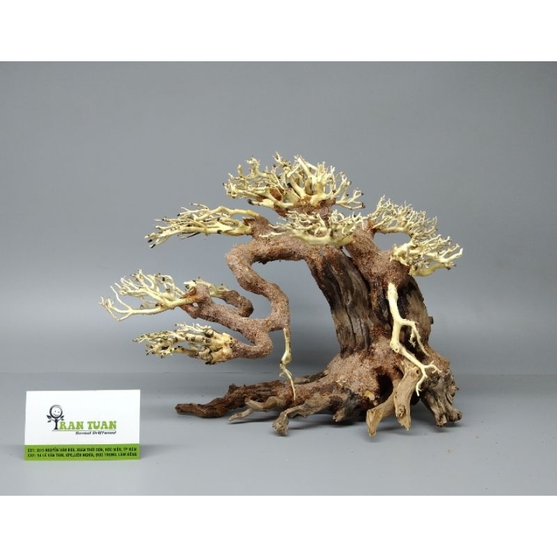 Cây gỗ lũa Bonsai cho hồ thủy sinh kích thước nhỏ