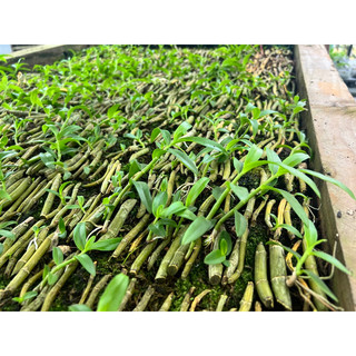(MUA 5 tặng 1) Kie Phi Điệp 10-15cm các màu