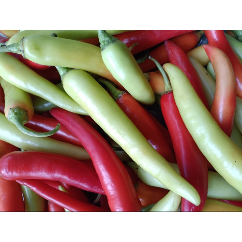 Ớt sừng Huế ớt Ba Tri ớt bống