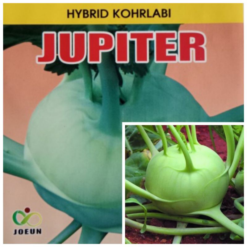 Hạt giống su hào Jupiter F1