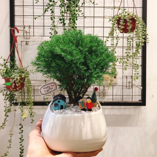Tùng bồng lai MIX CHẬU để bàn