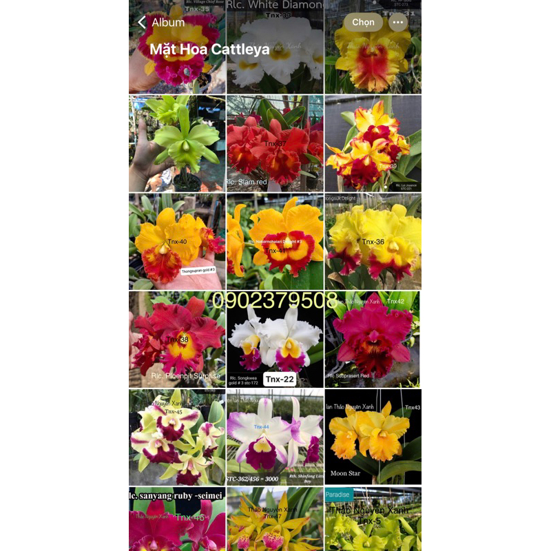 Cattleya Cây trưởng thành  Nhiều màu.