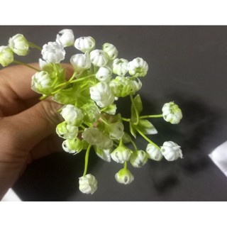 100g cỏ điểm