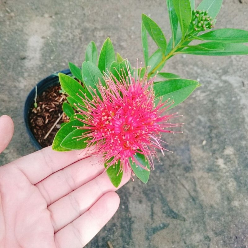 Cây Mai Thái Đỏ