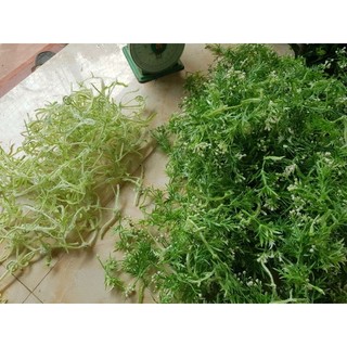 100gr cỏ điểm[ mẫu tùy chọn]