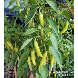 (VHST - GIAO TP.HCM 1-5H) Cây ỚT SỪNG ĐỎ đang trái.
