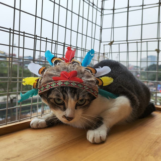Mũ thổ dân cho thú cưng (Có ảnh thật)