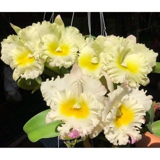 Hoa lan cát Siam white trưởng thành sắp hoa