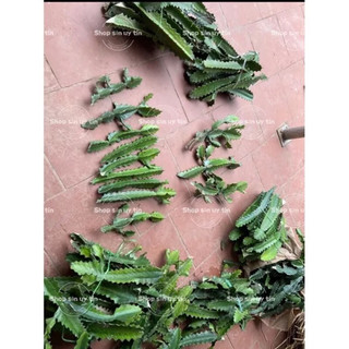 Cây xương rồng ba cạnh