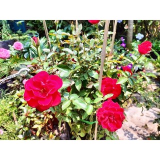 Cây hoa hồng siêu nụ (hàng đẹp) cao 30-40cm