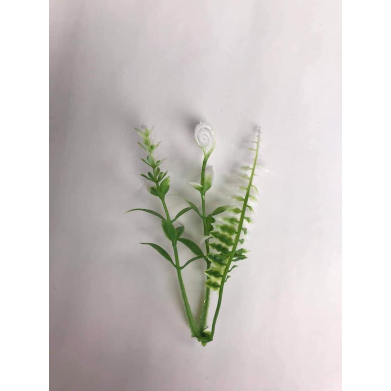 100gr cỏ dấu hỏi ( đã nhặt sạch cọng dư)