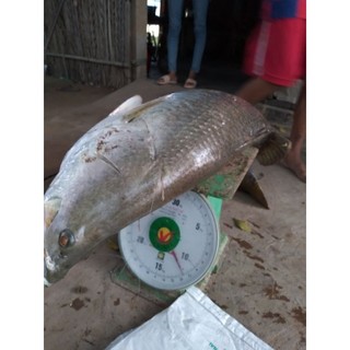 MỒI MỀM TÔM ECUDA 7G 76MM