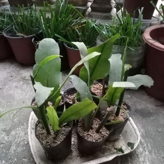 Cây giống dạ quỳnh, cây giao